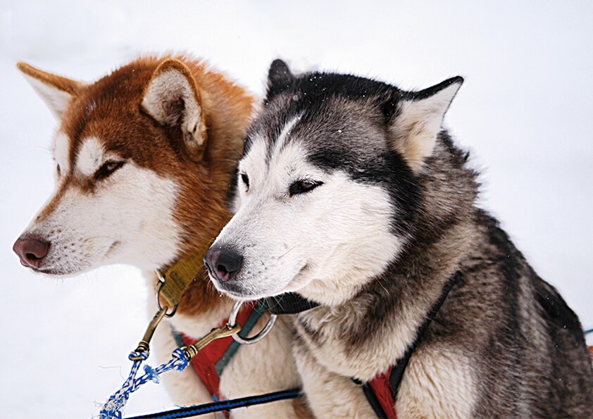 Zwei Husky-Hunde im Schnee