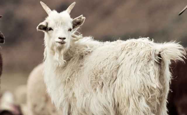 Eine Herde aus Ziegen und Schafen auf einer Wiese. Eine weiße Ziege steht im Mittelpunkt umgeben von schwarzen und braunen Ziegen sowie Schafen.
